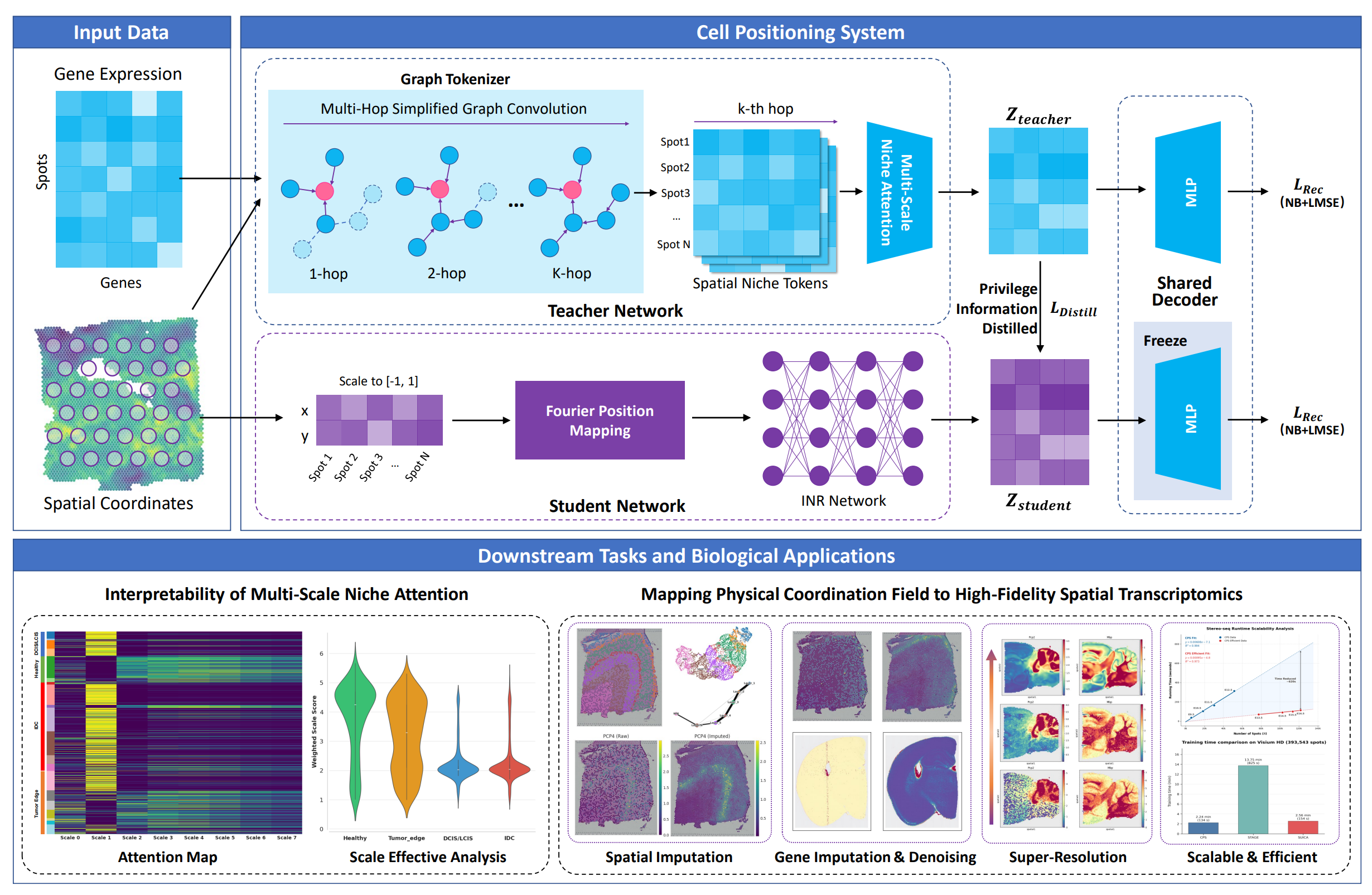 CPS: Mapping Physical Coordinates to High-Fidelity Spatial Transcriptomics via Privileged Multi-Scale Context Distillation