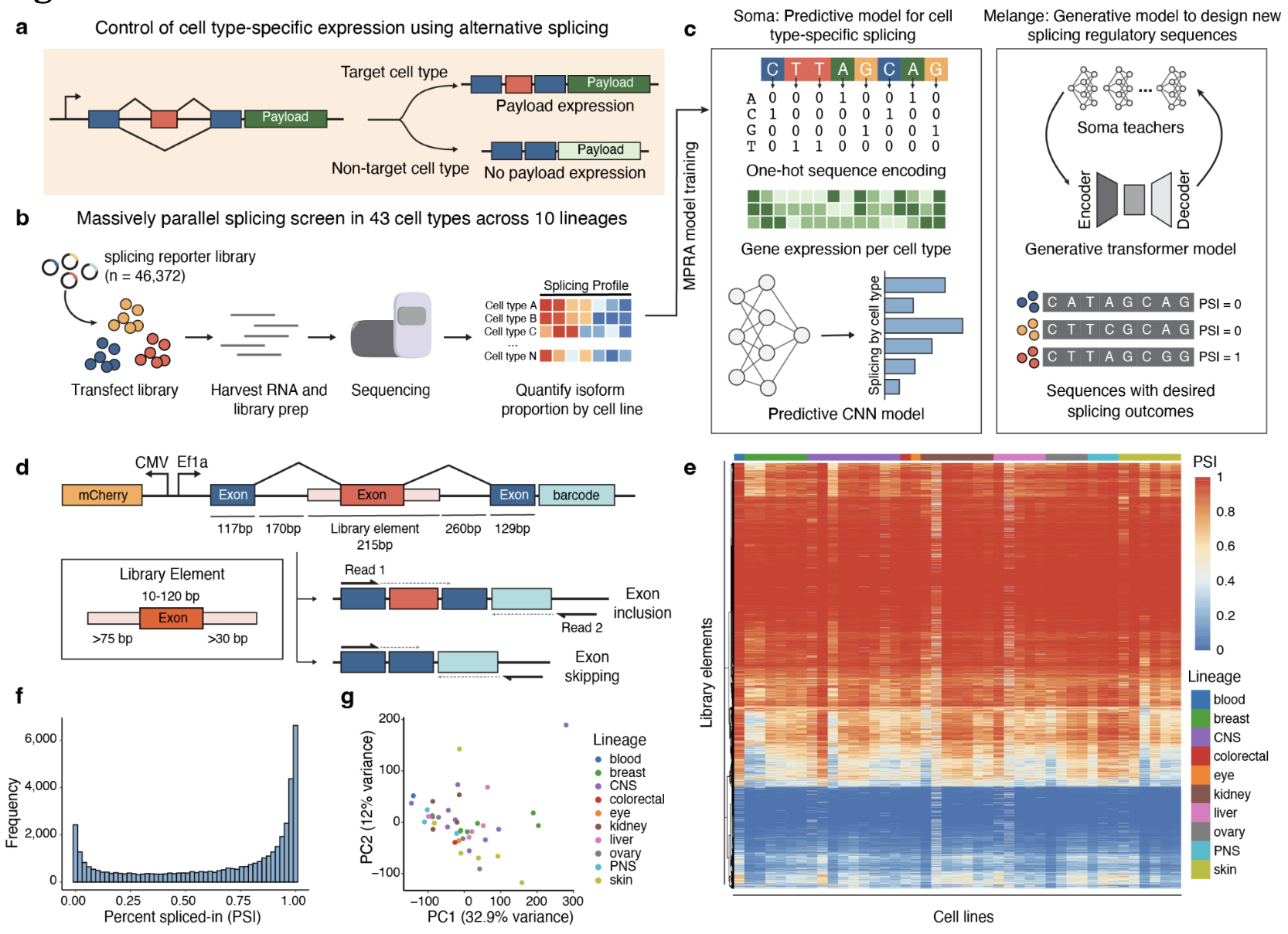 Generative Design of Cell Type-Specific RNA Splicing Elements for Programmable Gene Regulation
