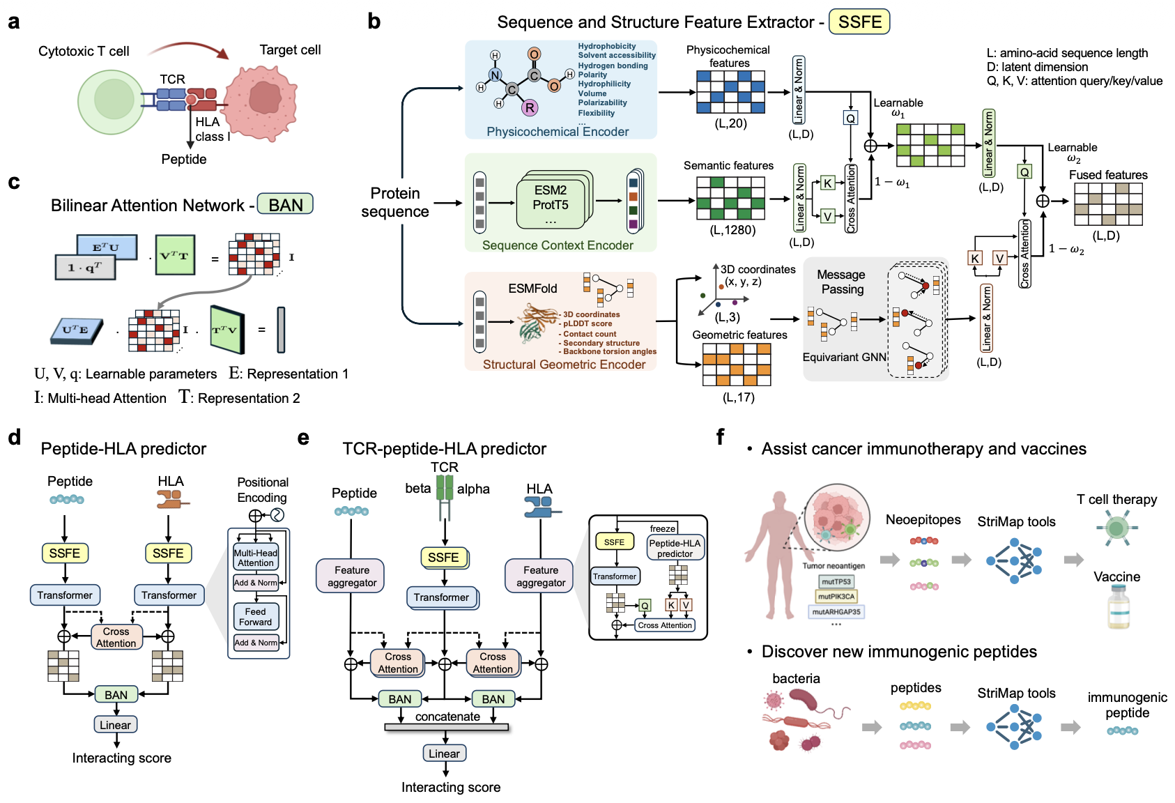 A structure-informed deep learning framework for modeling TCR-peptide-HLA interactions